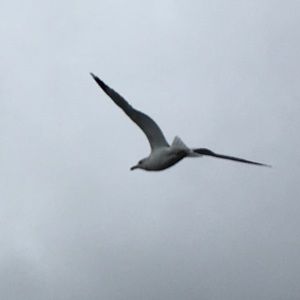 Meet your Posher, Alice